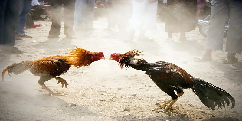 Hình thức cá cược trong đá gà cựa tròn