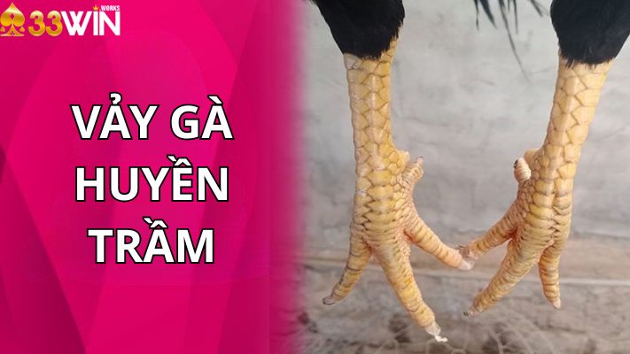 Vảy Gà Huyền Trâm – Bí Quyết Lựa Chọn Linh Kê Chiến Đấu
